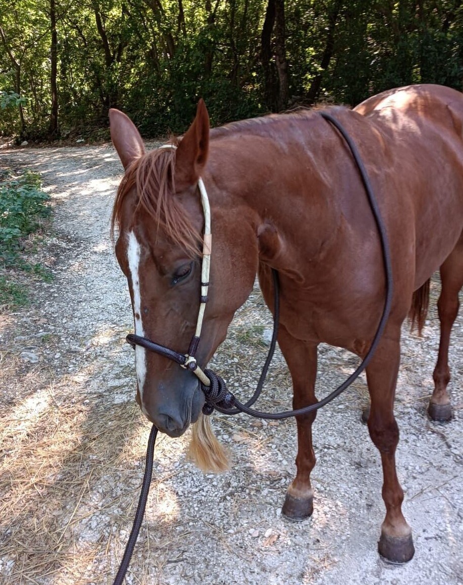 Ensemble Bosal Western RIDER VIVAN - Tressé Nylon Beige/marron - Neuf