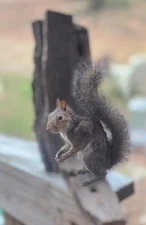Vintage Gray Squirrel Wall Mount Taxidermy On DRIFTWOOD 