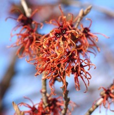Orange Zaubernuß Jelena 40-60cm - Hamamelis intermedia