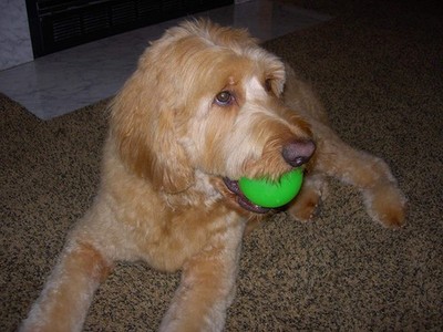 Spunky pup Fetch & Glow Ball Toy | Assorted Colors | For Large Dogs