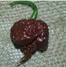 25+ Seeds Chocolate Carolina Reaper Pepper Vegetable Planting Garden Peppers