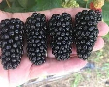 5 Big Daddy Thornless Blackberry Fruit Starter Plug