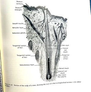 Histology Books | eBay