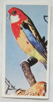 Lyons Teekarte Australien Nr. 15 Rosella