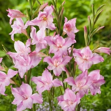 Easy to Grow Gladiolus Charming Lady 10 Plant Bulbs, Spring Summer Zones 5-10