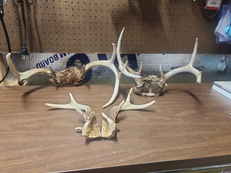 Lot Of 3 Sets Of Deer Antlers Whitetail