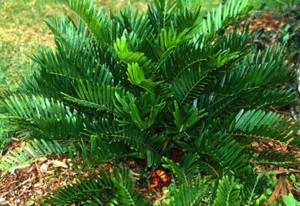lorbeer zimmerpflanze pflege Echter Lorbeer kaufen | Laurus nobilis