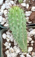 Hoodia gordonii Plant Good For Hunger Supression or Garden 67