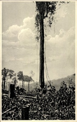 Postcard Cameroon, ironwood tree is struck - 4682306