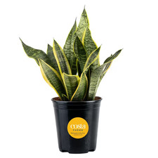 Grower'S Choice Sansevieria Indoor Snake Plant in 6 In. Grower Pot, Avg. Shippin