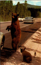 Postcard Brown Bear Standing On Back Legs Cub Yellowstone National Park Cars