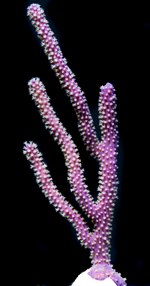 EcoFriendly Purple Candelabra coral Plexaura flexuosa 46