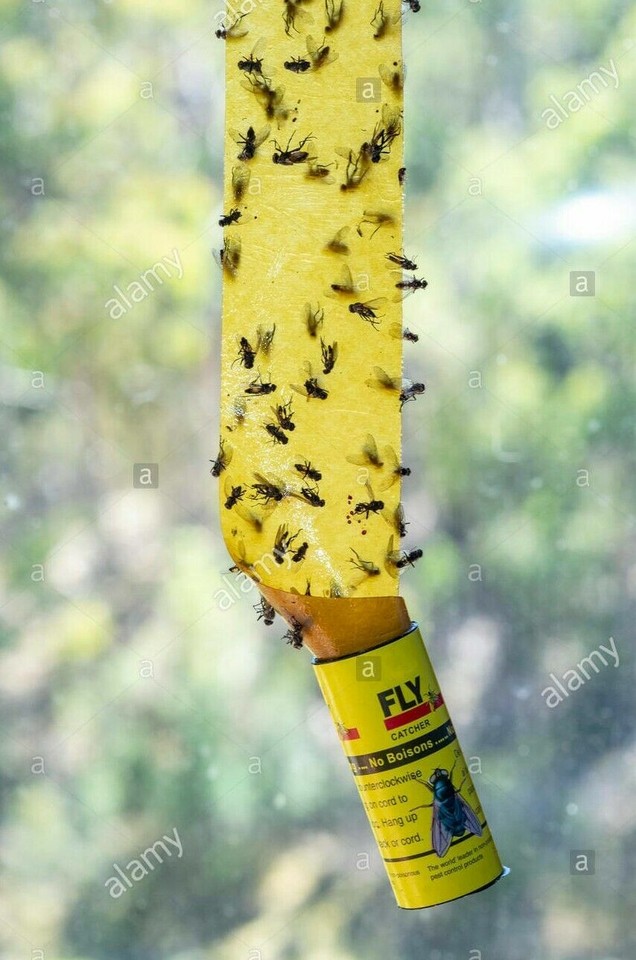 10 Fly Insect Catcher Paper Sticky Glue Bug Trap Strong Roll Tape Strip ...