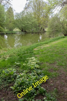 Foto 12x8 Lake, Castle Hedingham, Colne Valley, Essex Primroses nahe c2013