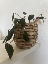 indoor plants live
