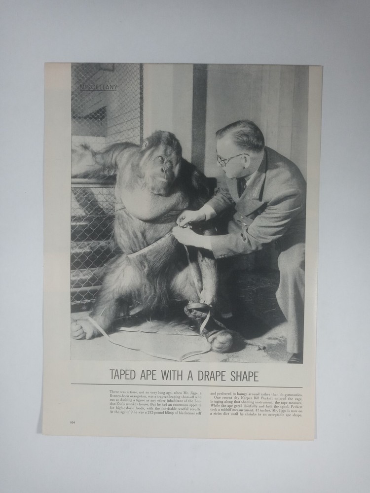 MR JIGGS Orangutan Taped Ape Drape Shape 1950s Zoo Vintage B&W Poster Print Ad