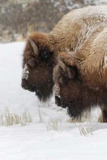 Winter Warriors by Adam Jones Fine Art Print Bison Wildlife Nature Poster 13x19