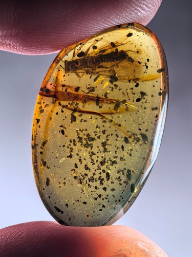 Cretaceous stonefly Burmite Myanmar Burmese Amber insect fossil dinosaur age - Imagen 4 de 9