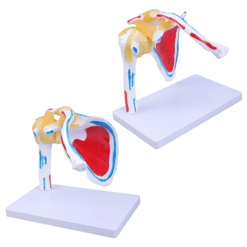Human Shoulder Anatomy Model with Muscles Nerves Details Shoulder Model - Picture 6 of 8