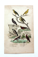 Gravure OISEAUX milieu XIXè - BUFFON - Serin, linotte, bengali, tarin...