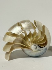 Hand Cut Carved Chambered Pearl Nautilus Sea Shell 3.5” Beach Cottage Decor USA