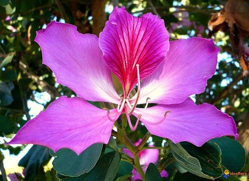 Purple Orchid Tree (Bauhinia Purpurea variegata) 10 Fresh Seeds easy growing