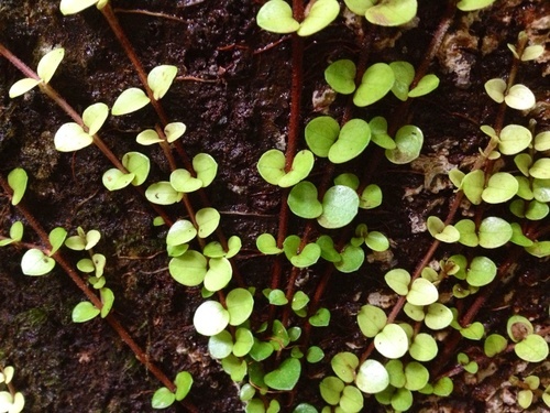 RARE 20 graines d' AKATEA(Metrosideros Perforata)H210 WHITE CLIMBING ...