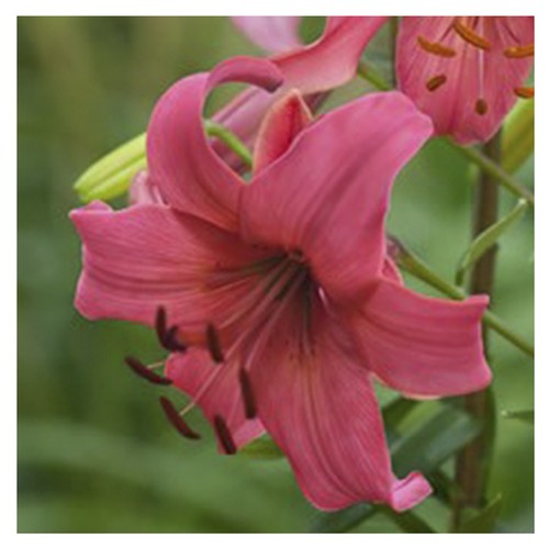 Lilienzwiebeln Sets bunte Blumenzwiebeln Lilium Zwiebeln Knollen Lilien Blüte - Bild 33 von 89