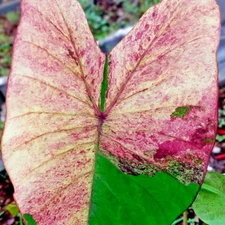 Colocasia Live Bulb Chingdao Tuber New Hybrid Free Phytosanitary Certificate