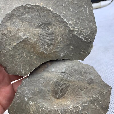 740 grams of exquisite Cambrian trilobite fossil