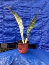 Snake Plant Clean Air Purifier, 1 Live 12-16   Mother-in-law Tongue Sansevieria