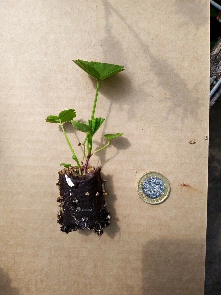 6 Pyrethrum Robinsons Pink Hardy Herbaceous Perennial Plug Plants eBay