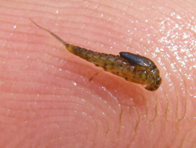 Lot 6 Mosche Colorado SOS Baetis Nymphs Olive - Esche Premium Per Pesca A Mosca Trota