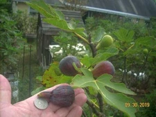 Fig tree cuttings, Col de Dame Noire, delicious, rain resist , 6 pcs !