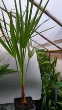 Hardy Fan Palm Chamaerops humilis 55-65cm
