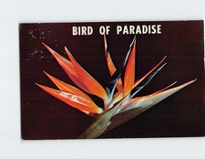 Postcard Bird of Paradise Flower