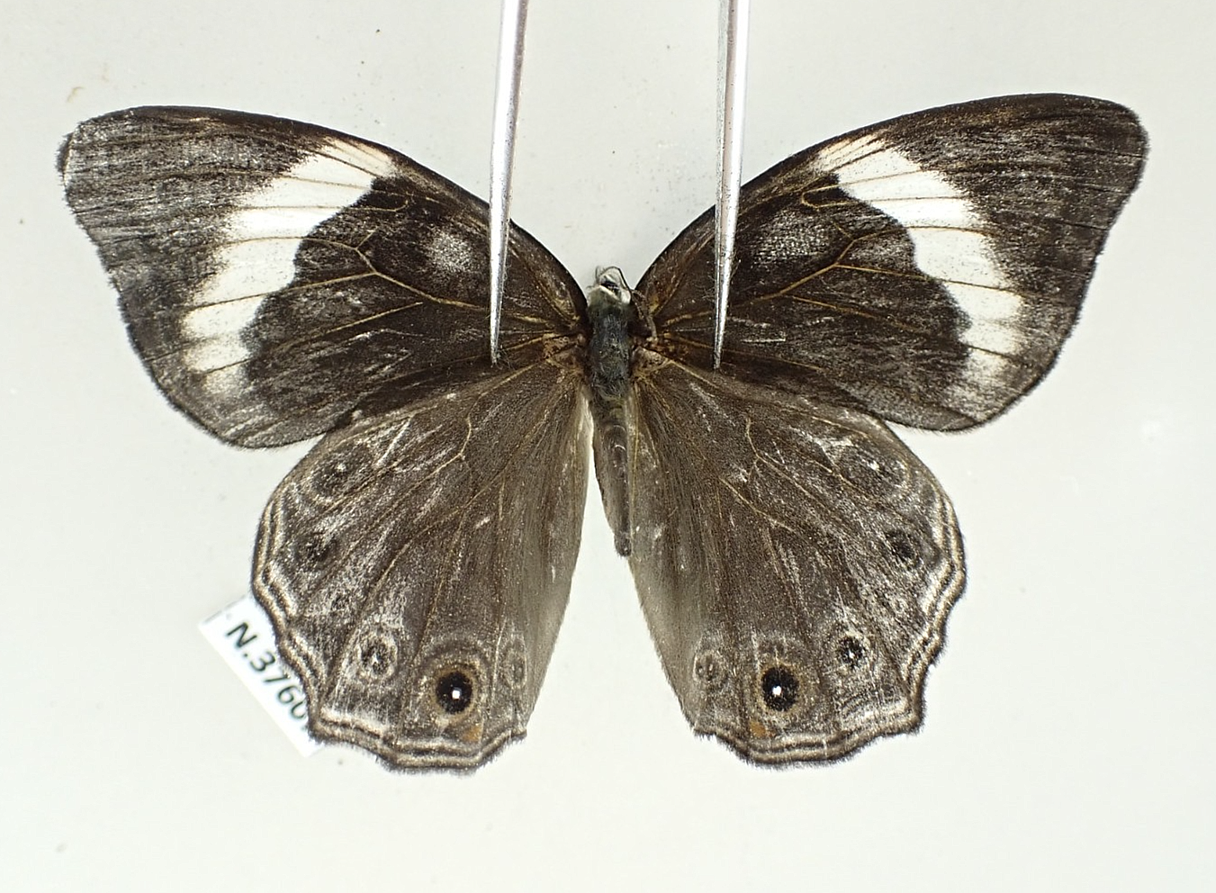 Labelled Insects N37607. Unmounted Insect: Nymphalidae sp. North Vietnam. | eBay