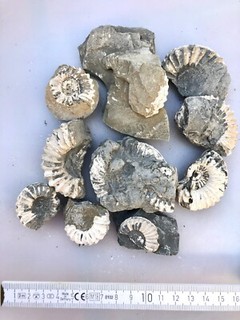 Konvolut Ammoniten Lias / Bayern Fossil 12 Stück K6