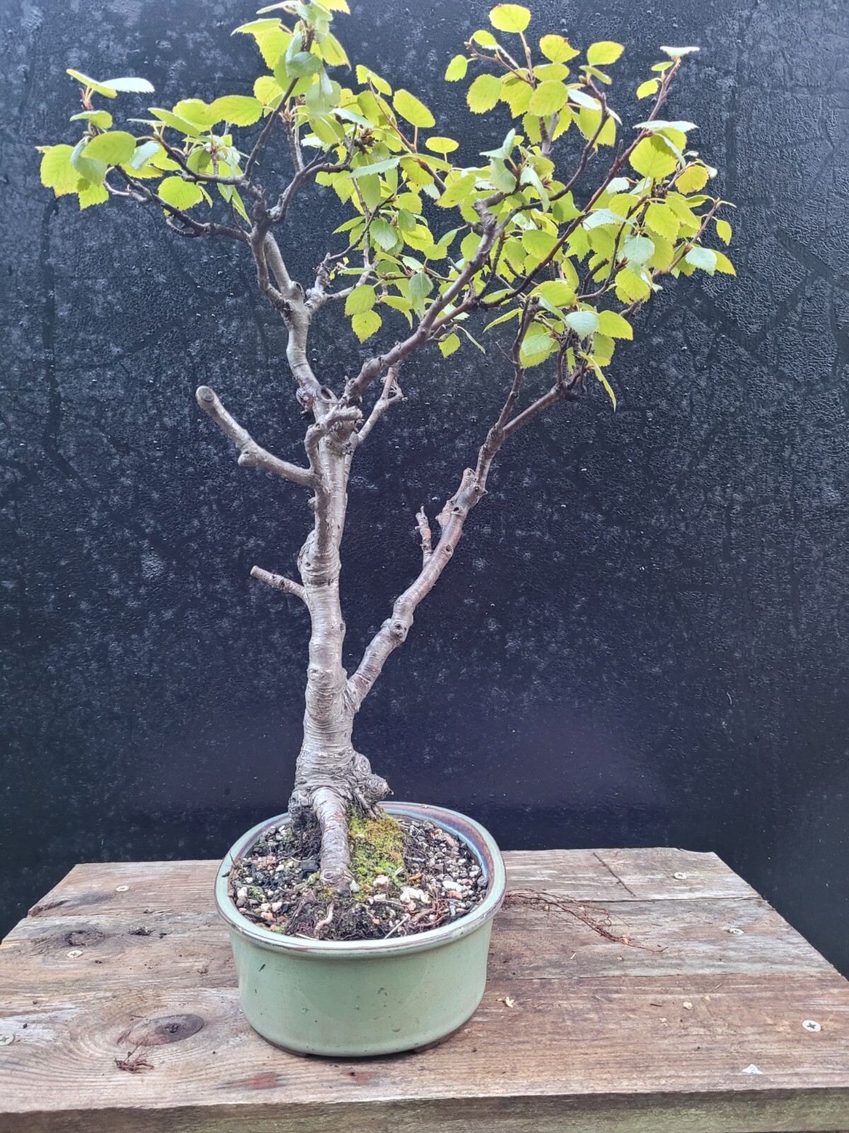 Birch Bonsai Tree 20+ Years Old, Round Ceramic Bonsai pot, Outdoors