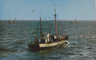 Dinnertime For The Gulls Boat View Cape Cod MA-Massachusetts Vintage Postcard