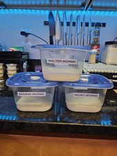 LIVE FISH FOOD  Microworms, Banana worms, Walter Worms, Vinegar Eel cultures