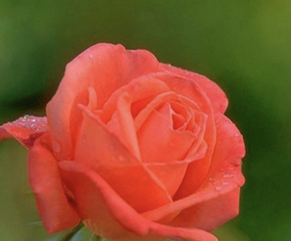 20 Classic Hybrid Tea Rose Seeds For Home Garden - Perennial, Full Sun, Spring/Summer Bloom 14 thumbnail image