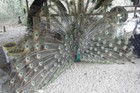4 Indian Blue Peacock Hatching Eggs *769* Ready Now — photo 4