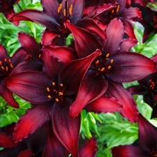2   BLACKLIST Asiatic Lily Live Flower Bulbs  - Perennial  "FALL  SHIPPING "