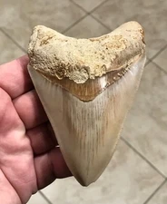 PATHOLOGICAL & EXTREMELY ATTRACTIVE - INDONESIAN MEGALODON SHARKTOOTH FOSSIL