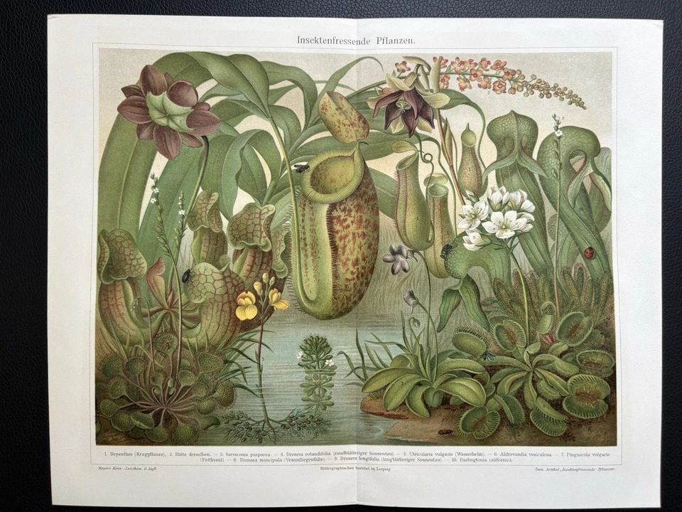 Originalgrafik Flora: Insektenfressende Pflanzen Chromolitho insectivorous plant - Bild 2 von 4