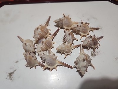 Murex Trapa 11pcs 2 To 3 Inch Sea Shells