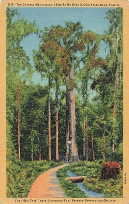 Longwood Florida, Cypress Methuselah Big Tree 2000 Years Old, Vintage Postcard