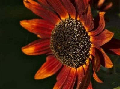 Sunflower Flower Seeds, Red Sun Sunflower Seeds, "COOL BEANS N SPROUTS" Brand.