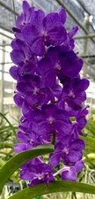 V. Varut fruitsia x V. Bangkok blue Orchid Blooming Size Purple